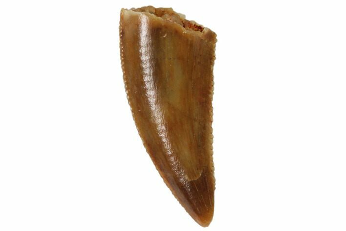 Serrated, Raptor Tooth - Real Dinosaur Tooth #101803